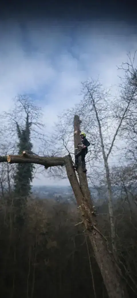 Arbre après une taille de réduction réalisée par nos grimpeurs