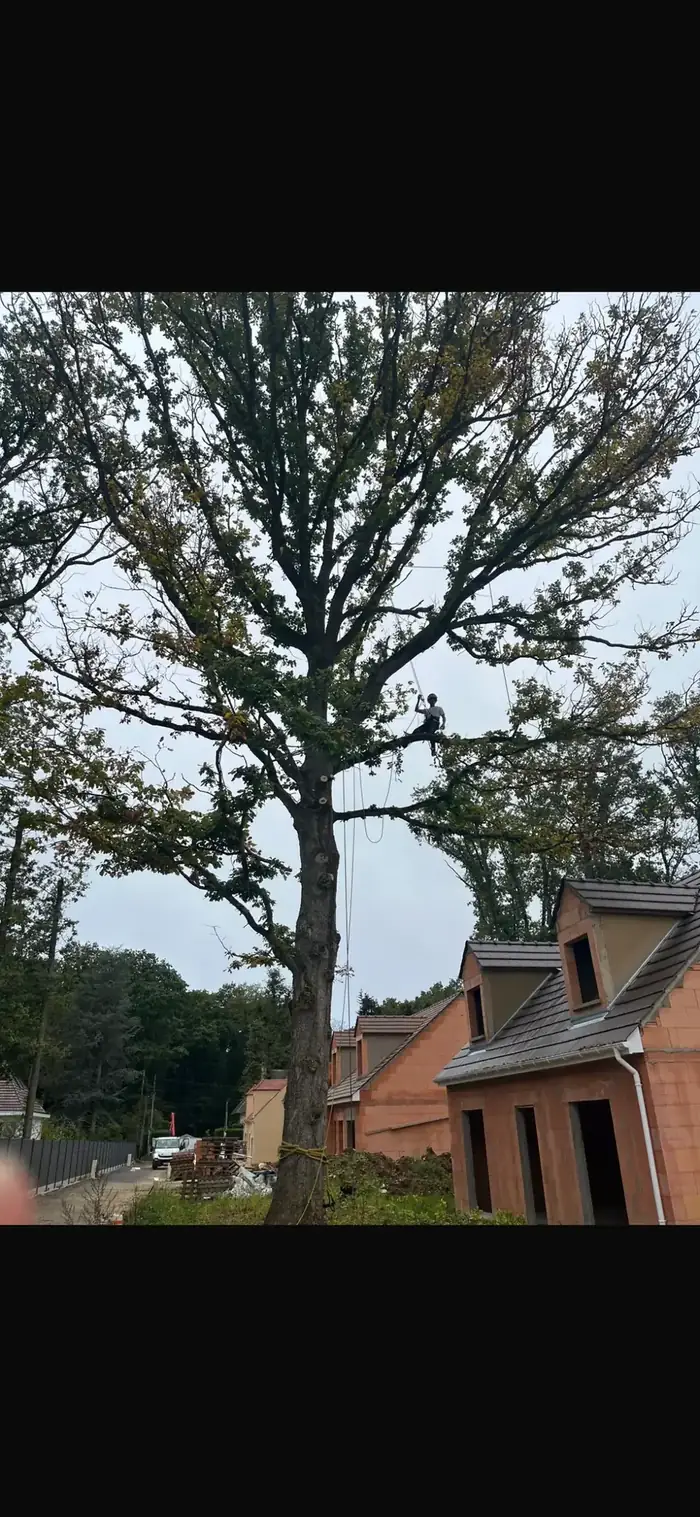 Diagnostic d'un arbre avant intervention