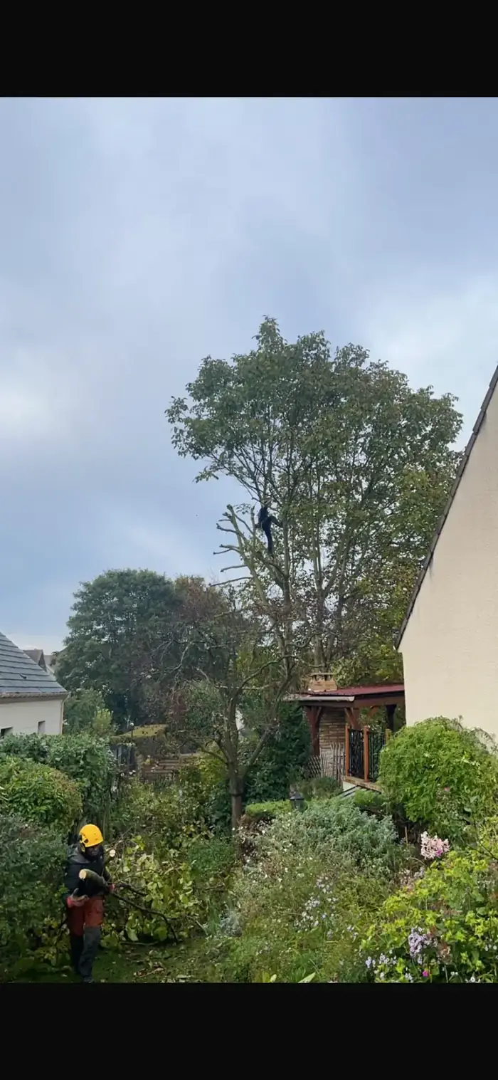 Élagueur-grimpeur en cours d'intervention dans un jardin