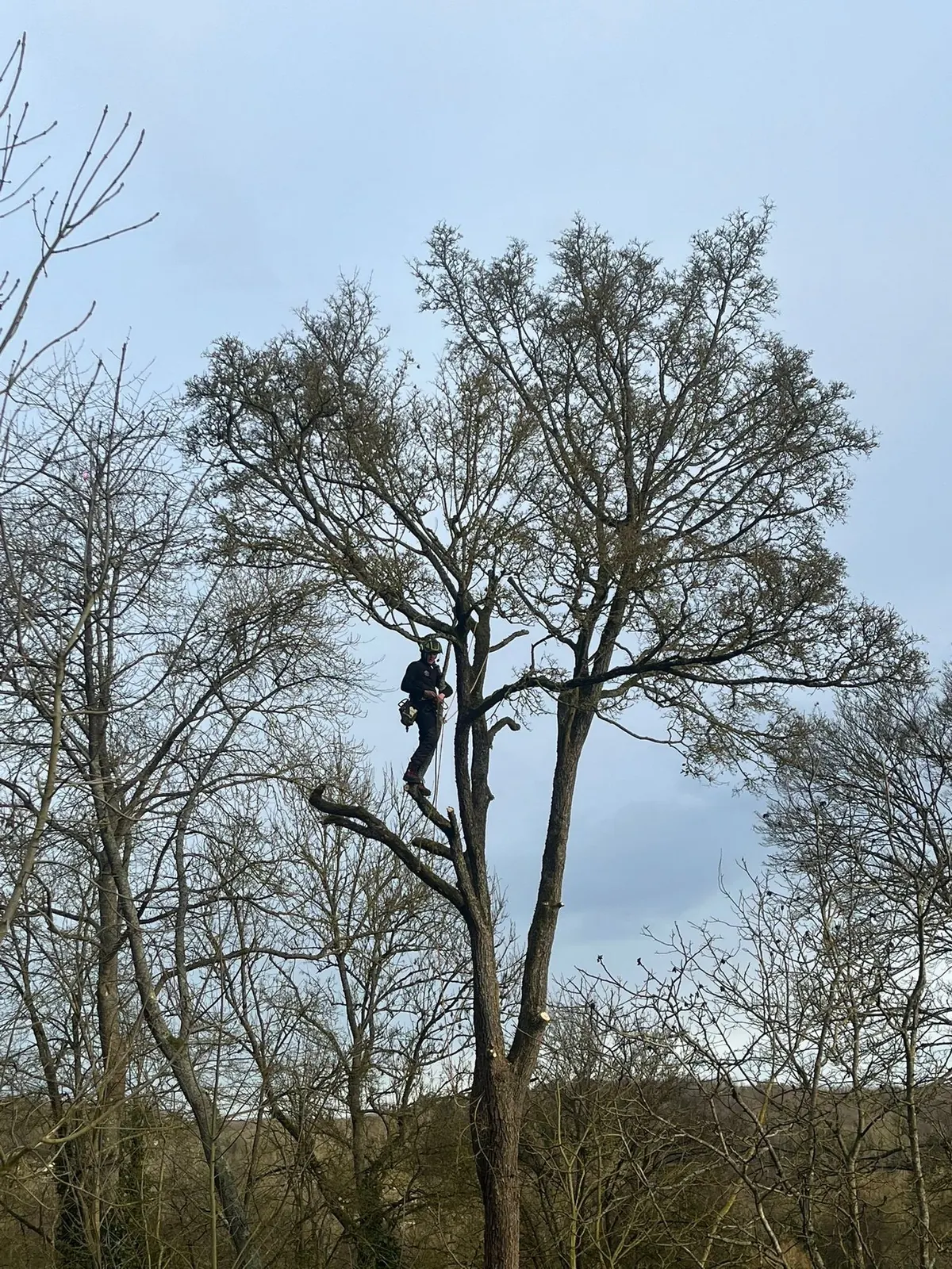 Grimpeur en cours d'élagage dans la cime d'un grand arbre